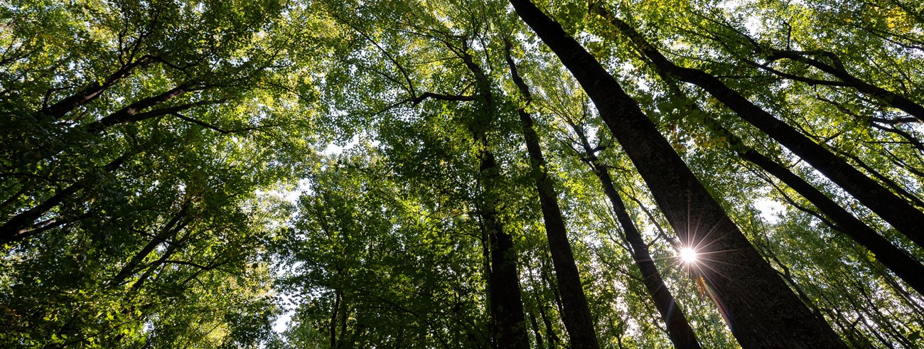 Tuilp trees backlit by the sun in early fall