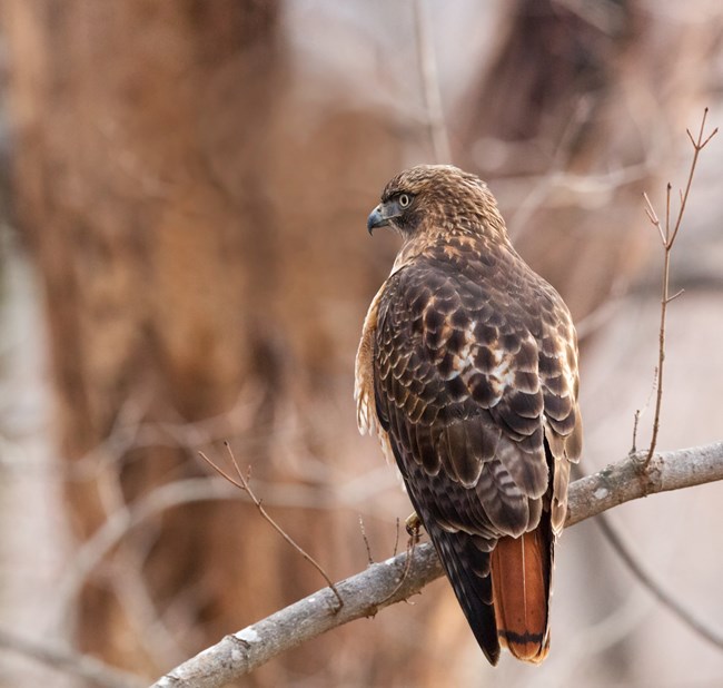 A red-tailed hawk is perched on a tree branch with it's back turned. A bright red tail is showing.