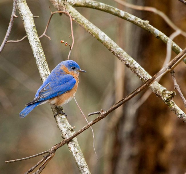 A vividly colored male Eastern bluebird perching on a branch.