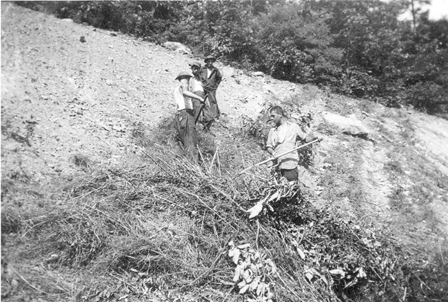 Black and white photo of four men raking vegetation and debris on a hillside.