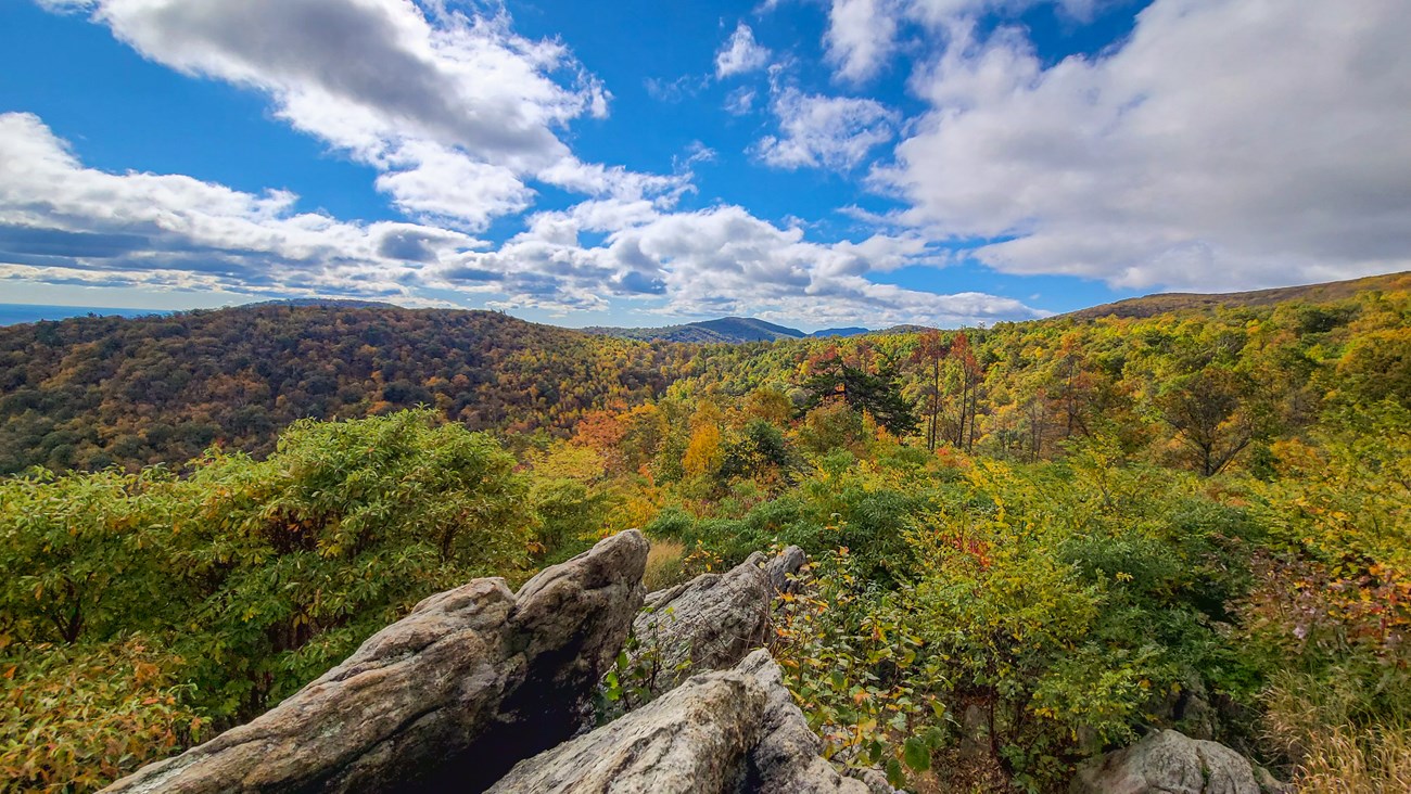 Fall color trees under a blue sky with a rock outcrop in the foreground.