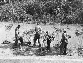 CCC boys planting mountain laurel along Skyline Drive. CCC boys planting mountain laurel along Skyline Drive.