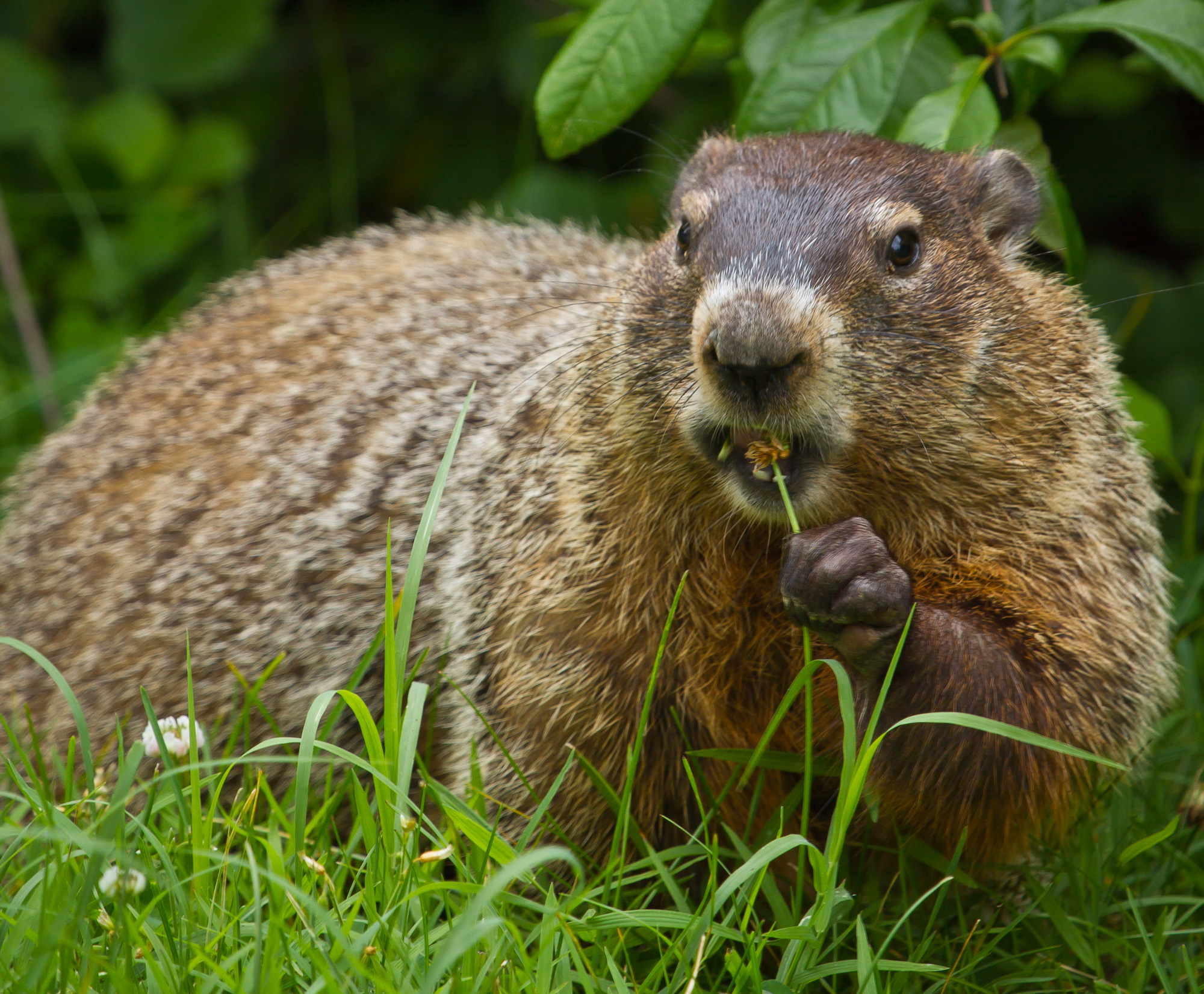 A groundhog eating clover