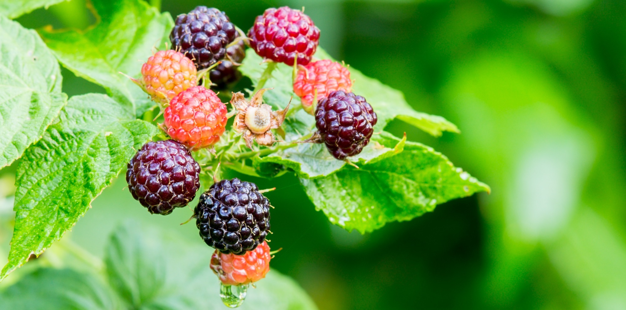 Dark purple and red berries hanging from a vivid green vine