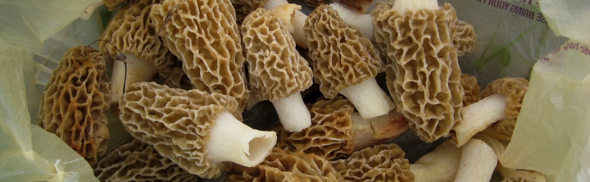 A pile of brown mushrooms with white stalks in a plastic bag