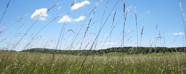 Tall Oat Grass