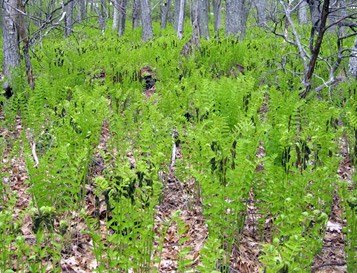 Interrupted fern Interrupted fern