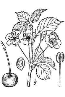 Sweet cherry (Prunus avium) - Britton, N.L., and A. Brown. 1913. Illustrated flora of the northern states and Canada. Vol. 2: 327.