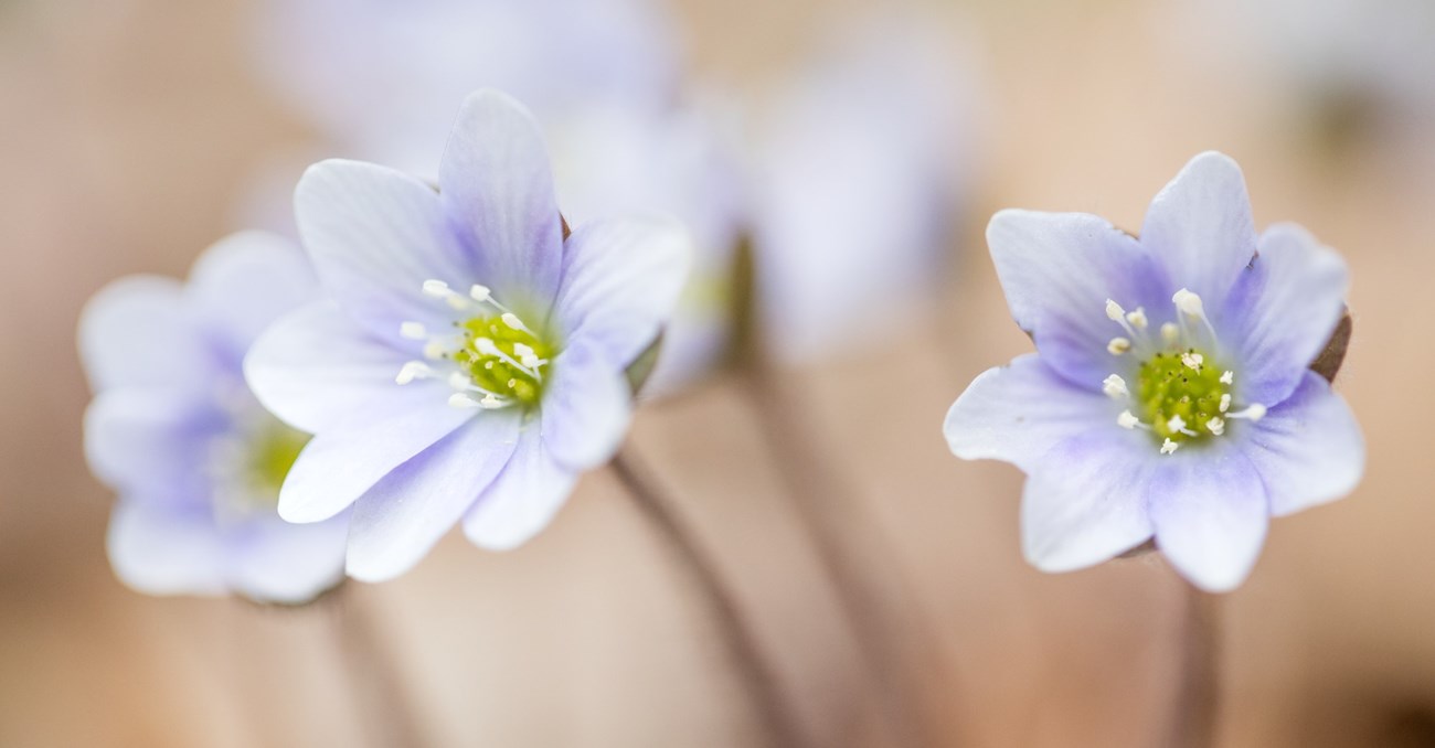 Three light purple hepatica flowers