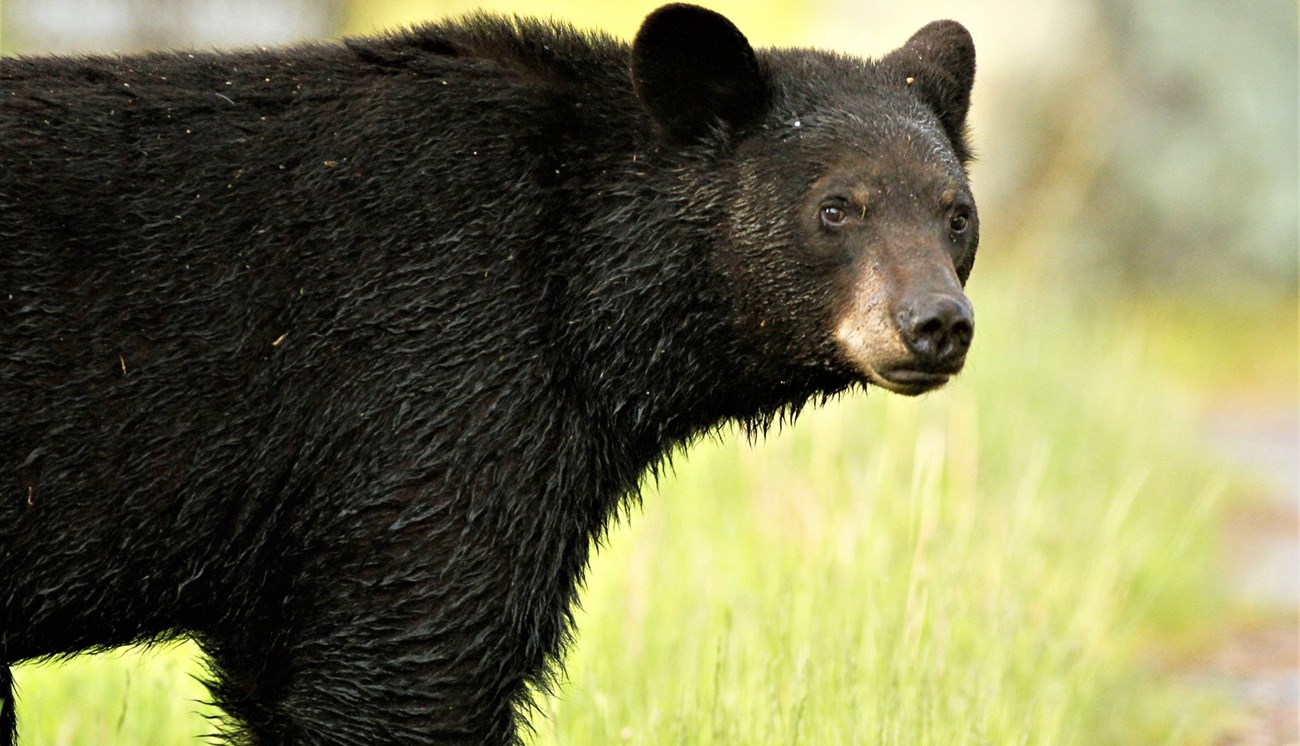 A wet black bear