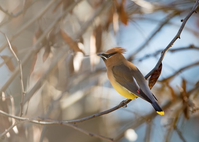 A bird with a brown back, black wings, yellow belly, and bright red wing spots perches on a tree branch.
