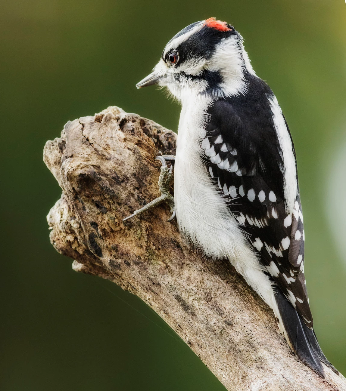 Downy Woodpecker getting ready to peck. A woodpecker perched on a branch getting ready to peck.
