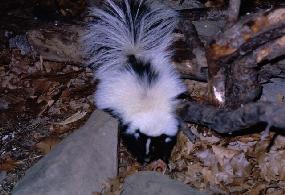 Striped skunk (Mephitis mephitis) Striped skunk (Mephitis mephitis)