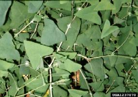 Mile-a-minute (Polygonum perfoliatum) vines and leaves Mile-a-minute (Polygonum perfoliatum) vines and leaves
