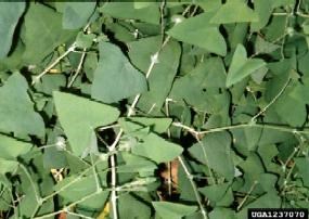 Mile-a-minute (Polygonum perfoliatum) vines and leaves