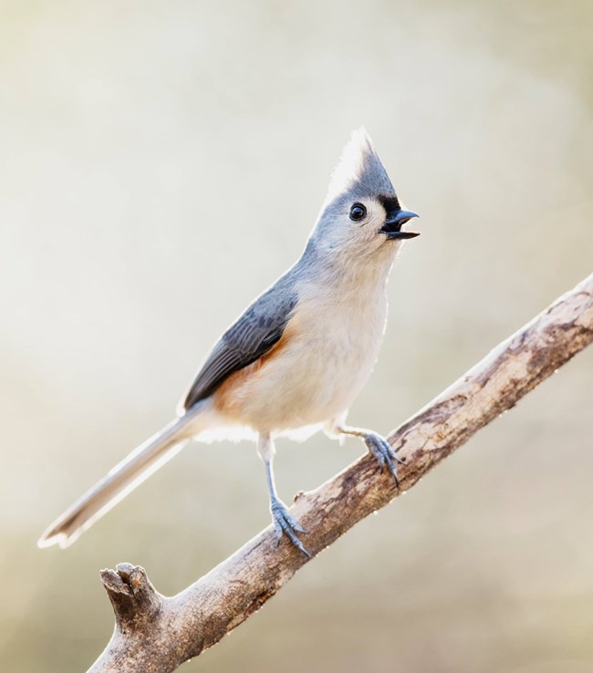 A blueish gray bird with a white belly perches on a stick with its beak wide open