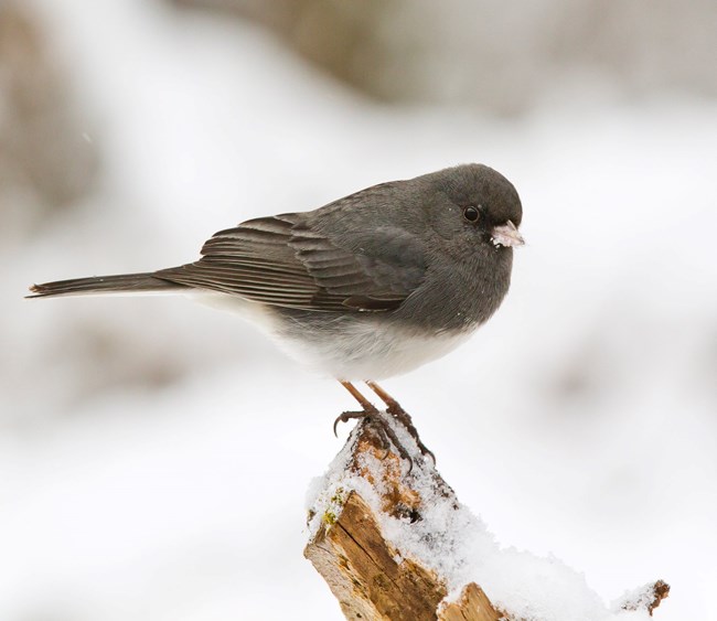 A dark gray bird with a white belly perches on a stick with snow covering the ground