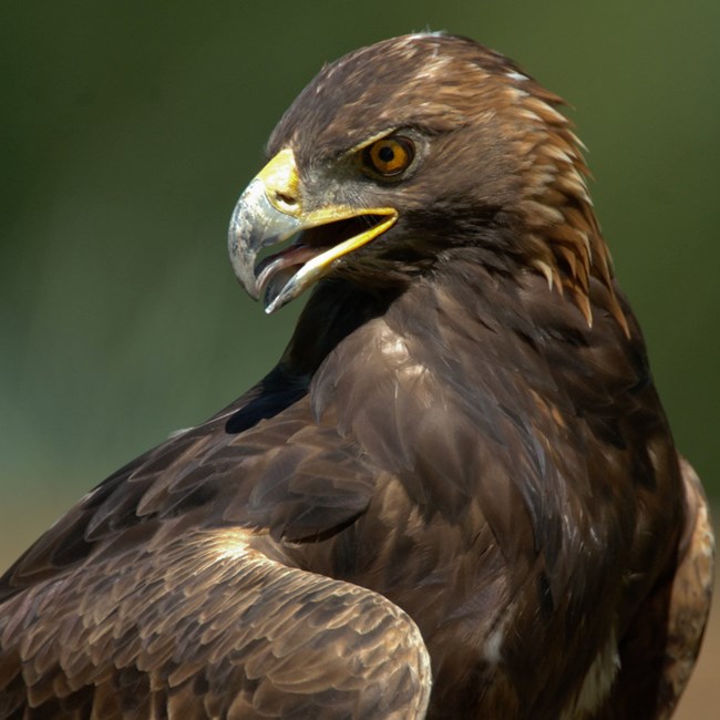 A close-up of a large, brown eagle with a yellow beak and golden eyes