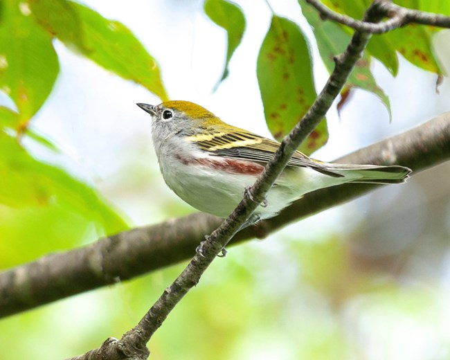 A bird with a white-belly, a yellow back, and a brown streak down its side perches in a tree among green leaves