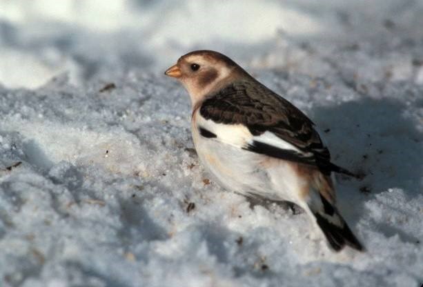A bird with a white belly and a dark brown back stands on a patch of snow.