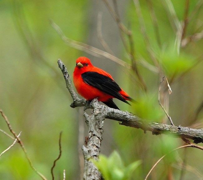A bright red bird with black wings perches on a tree branch