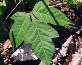 Poison Ivy (Toxicodendron radicans) - Jennifer Anderson. Nahant Marsh, Davenport, Scott Co., IA. 2001