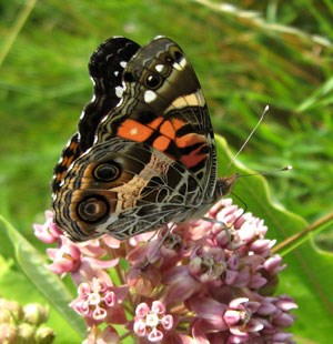 American-Lady Butterfly with wings closed, perched on blooming milkweed. American-Lady Butterfly with wings closed, perched on blooming milkweed.
