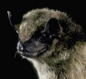 Big brown bat (Eptesicus fuscus) Photo: Merlin D. Tuttle, BCI