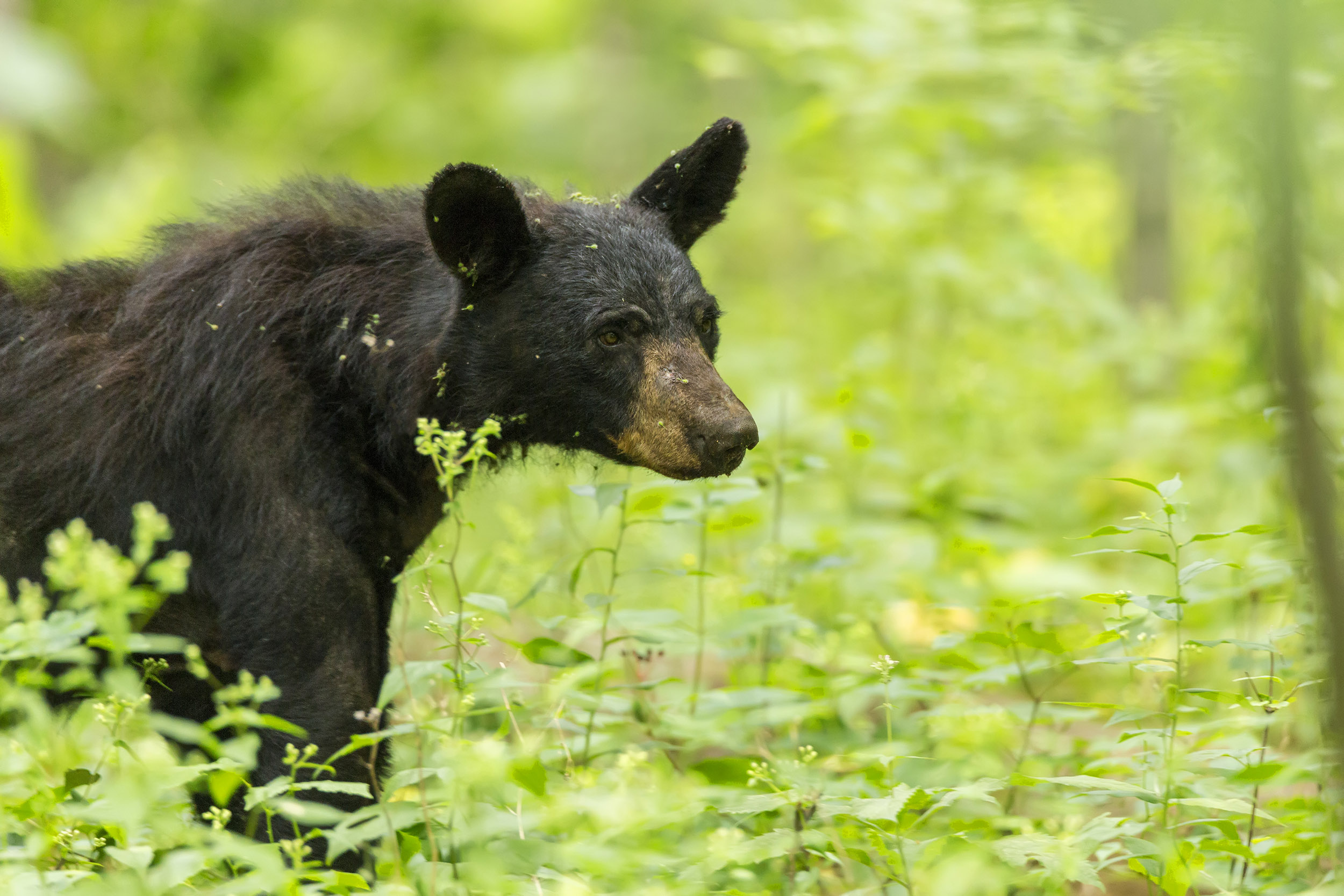 American Black Bear - Shenandoah National Park (U.S. National Park