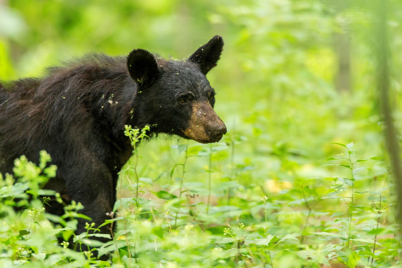 American Black Bear - Shenandoah National Park (U.S. National Park Service)