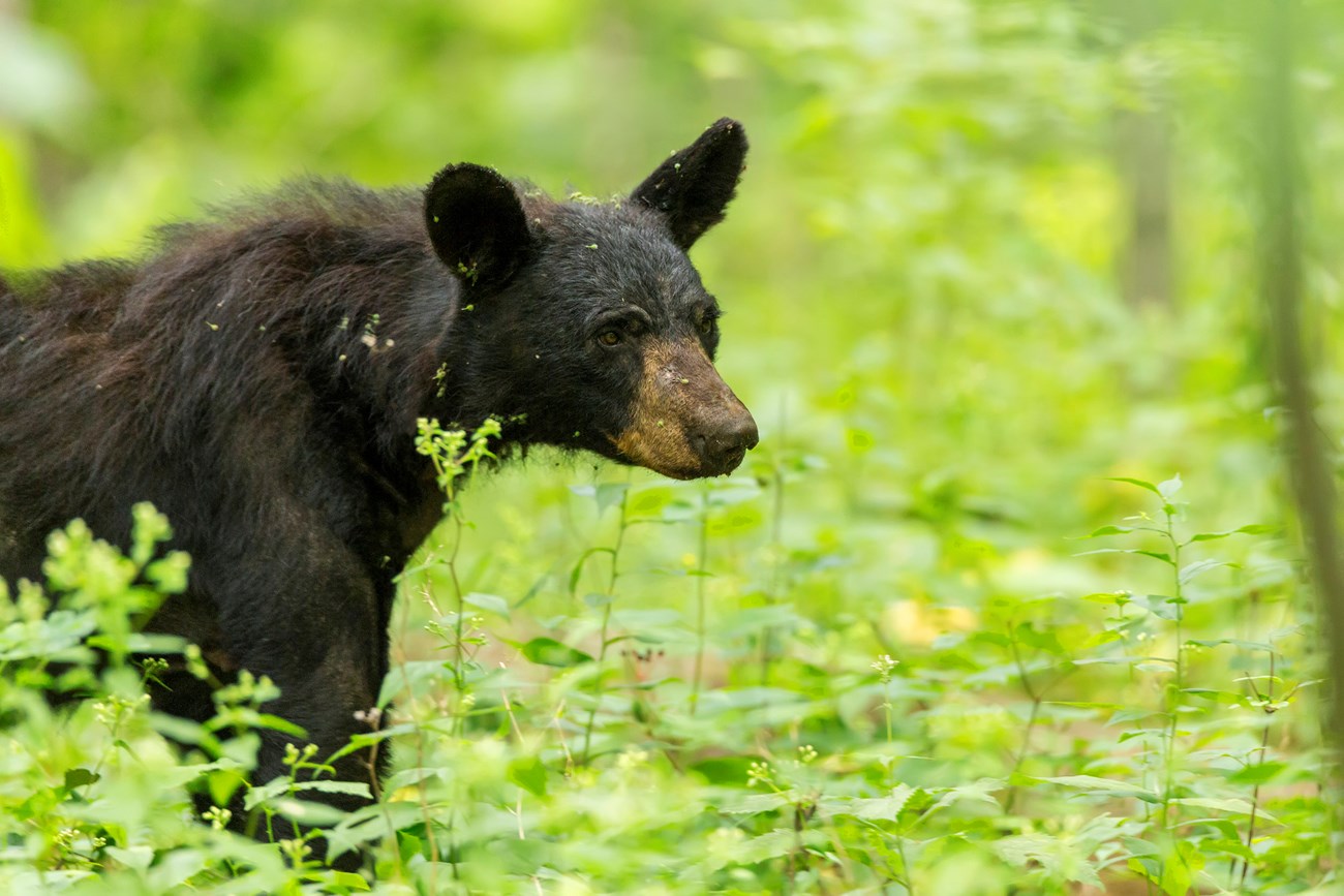 A black bear walks through dense vegetation.