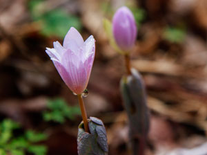 A small pink, horn shaped flower faces the sun and begins to open. Morning dew glistens on its petals and stem. A small pink, horn shaped flower faces the sun and begins to open. Morning dew glistens on its petals and stem.