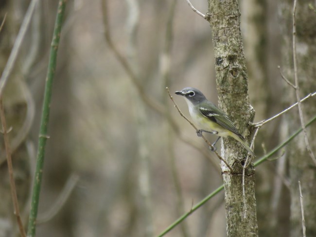 A gray bird with white belly grasps a twig