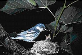 Cerulean Warbler feeding young in nest. Cerulean Warbler feeding young in nest.