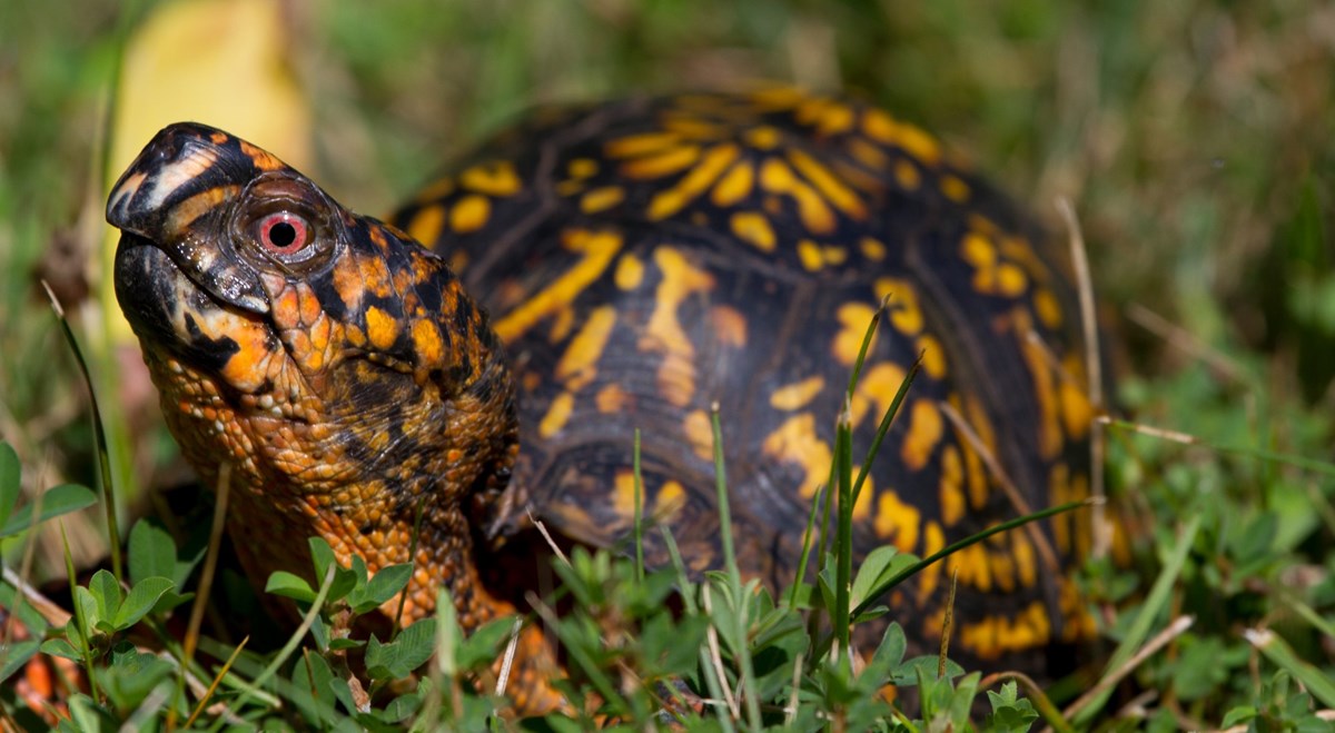 A turtle with a red eye and and orange-and-black shell.