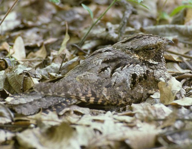 A dark gray and brown bird lays on leaf litter, blending in.