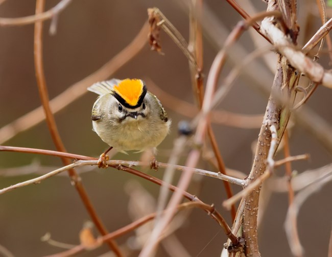 A gray and white bird with a bright golden head perches on a twig.