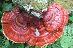 Shelf mushroom