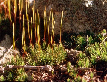 Haircap Moss