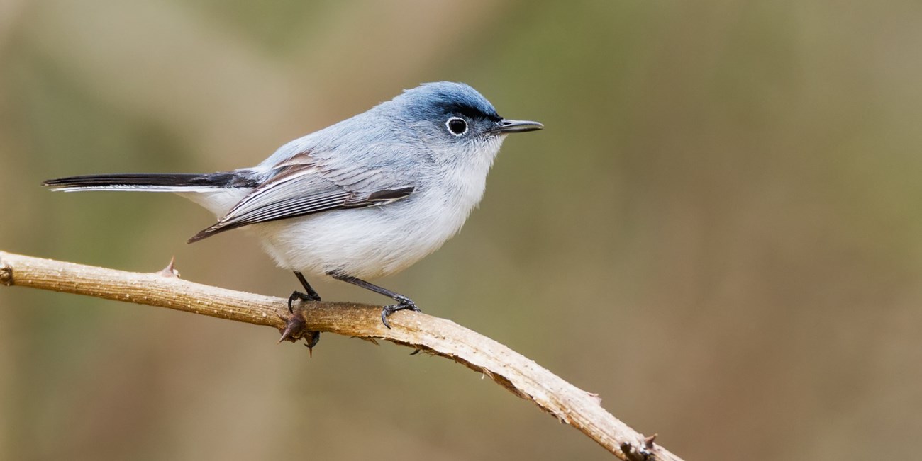 A small, gray bird with blue streaks perches on a thin branch