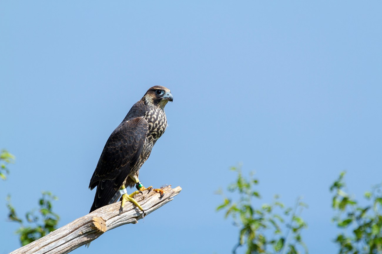 A peregrine falcon perched on a branch looking to the right.