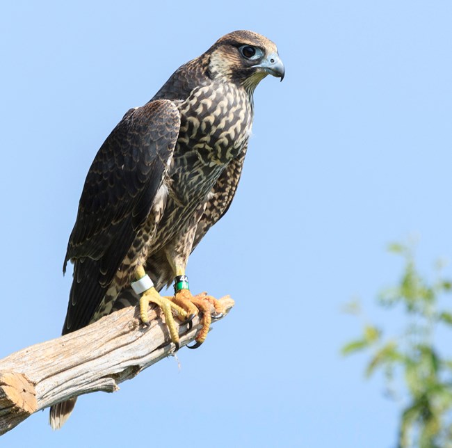 A Peregrine falcon on a branch.