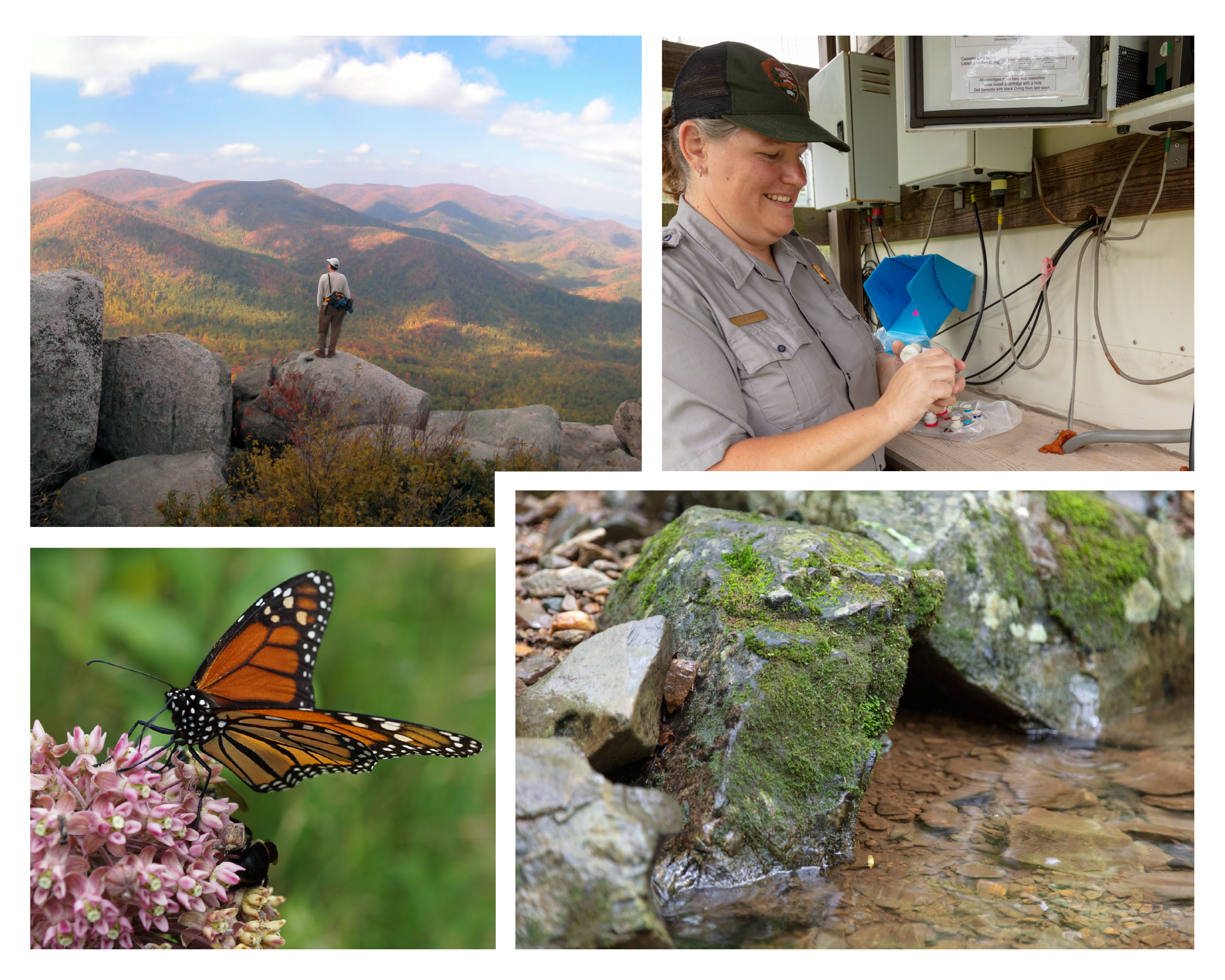 Collage of four photos. 1, a man overlooking the fall colors on mountains in the distance; 2, a NPS employee with air quality sampling equipment; 3, a butterfly on a milkweed flower; 4, moss and lichen covered boulders line a mountain stream.