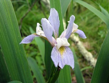 Blue flag Iris