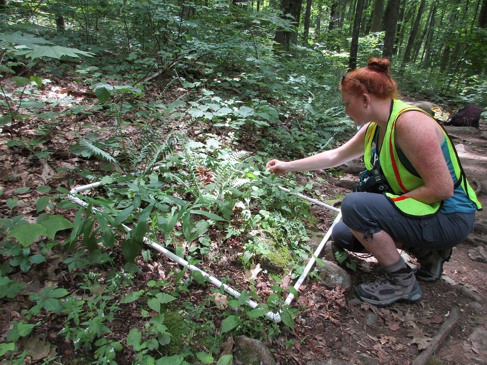 A student kneels beside a white frame and counts the plants within the frame. A student kneels beside a white frame and counts the plants within the frame.