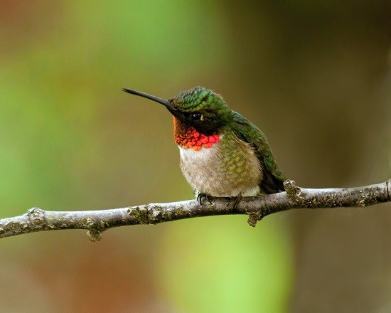 Male Ruby-throated Hummiingbird perching on a branch. True to its namesake, its neck is a jeweled brilliant red color -- complementing its green and white body.