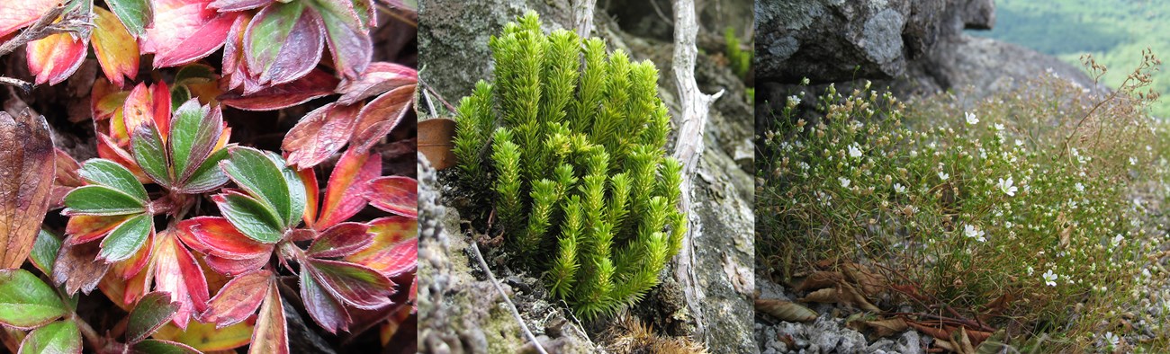 Three images of plants found on rock outcrops.