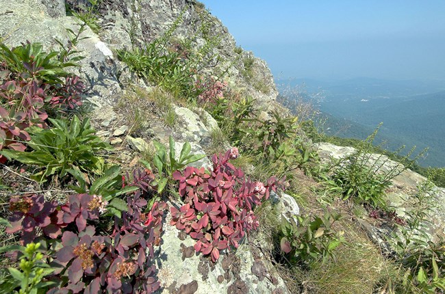 A rocky slope covered in vegetation.