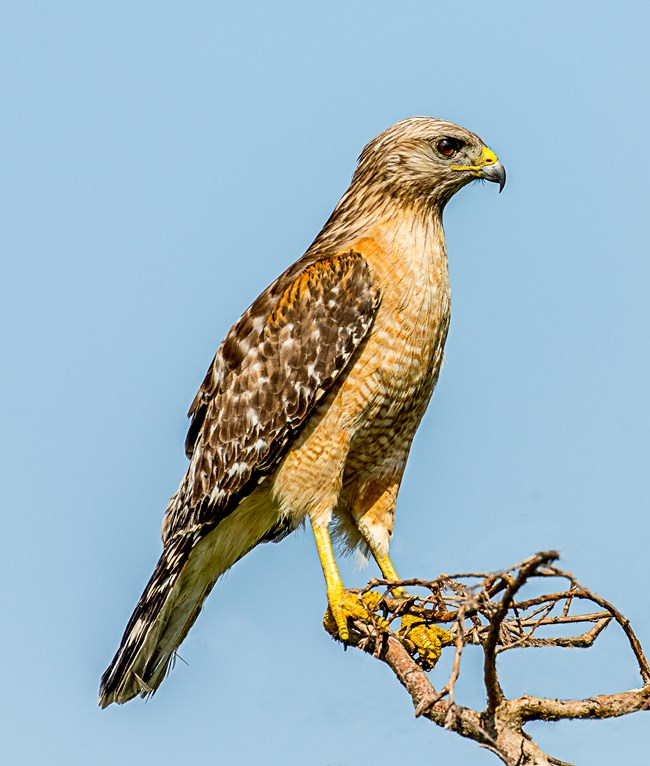 A large brown bird with a yellow hooked beak and red streaks on its belly perches on a tree branch