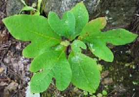 A sassafras seedling that shows all three leaf shapes: oblong, mitten shaped, and three pronged.